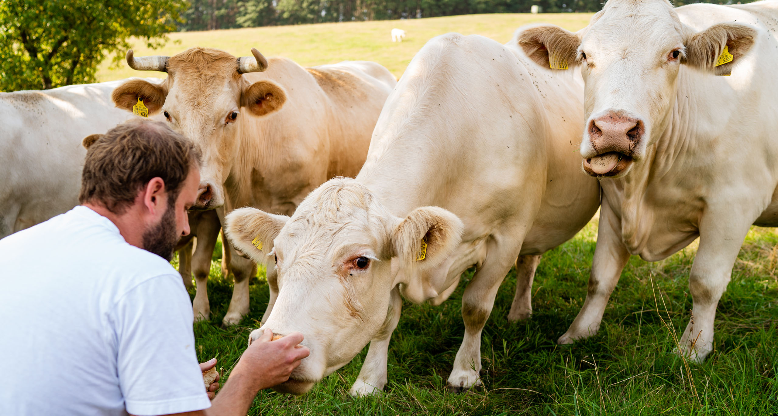 Tiere der Metzgerei Friedrichs